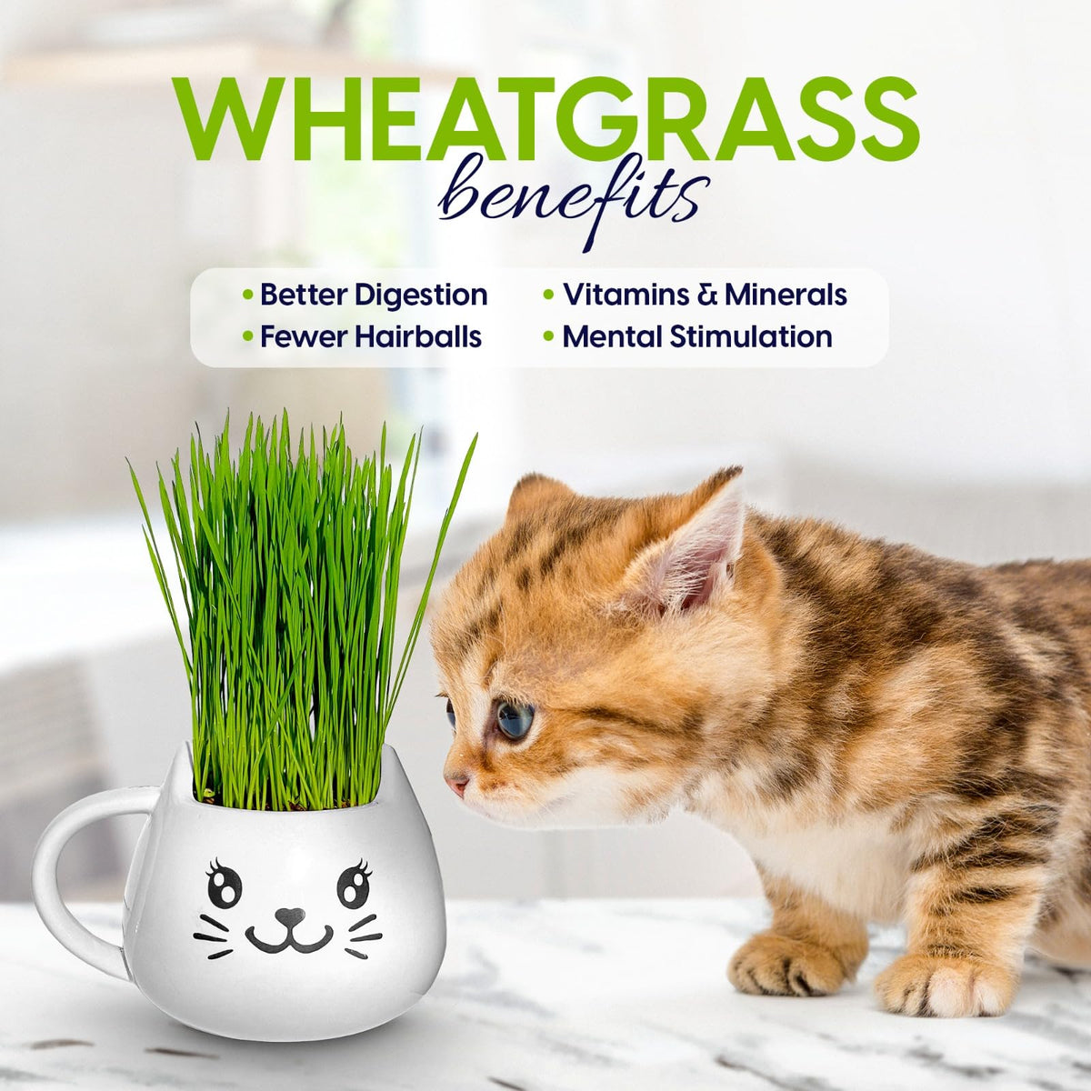 Cat Grass Growing Kit with Seeds, Soil & Ceramic Planter F2029