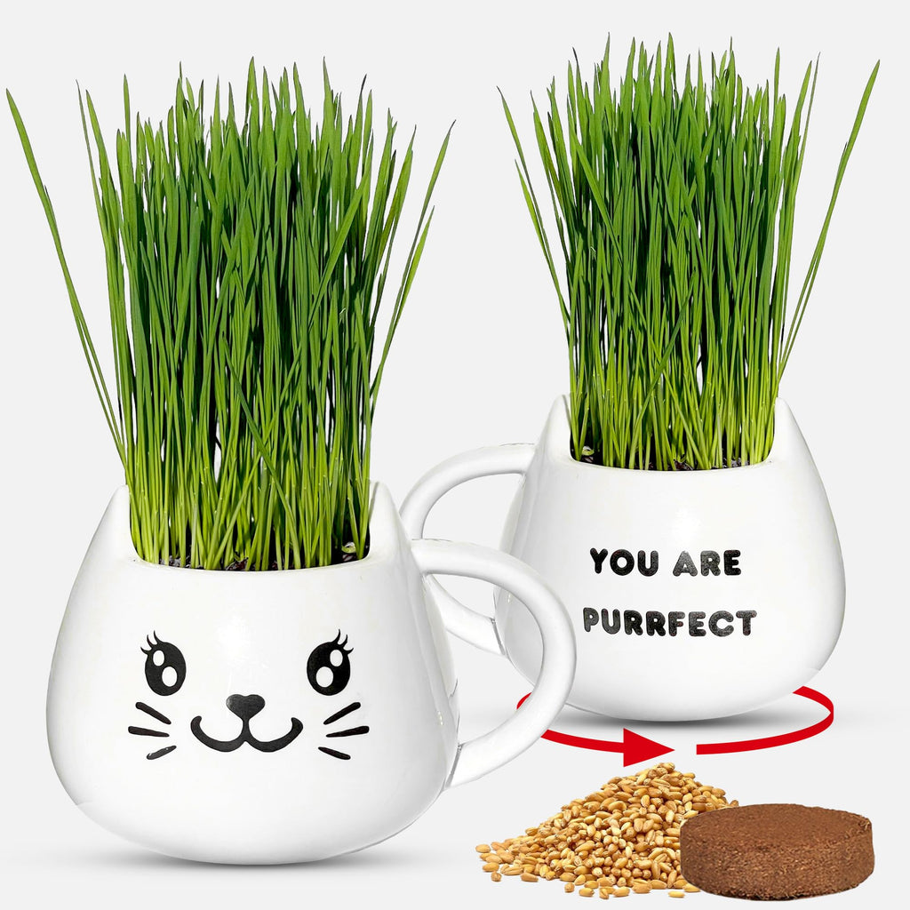 Cat Grass Growing Kit with Seeds, Soil & Ceramic Planter F2029